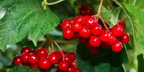 Kako razmnožavati viburnum: reznice, sjemenke, raslojavanje